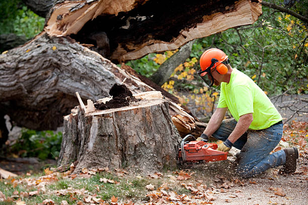 Best Tree Maintenance Programs  in USA